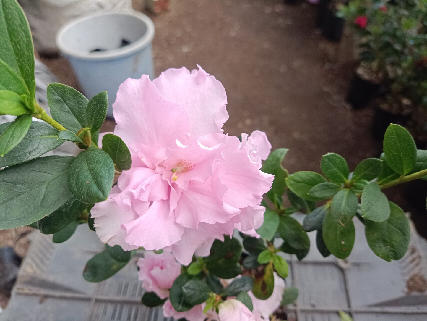 Azalea Light Pink Flowering Plant - All Season Beauty! Buy Now at the Very Lowest Price – Hurry Up!