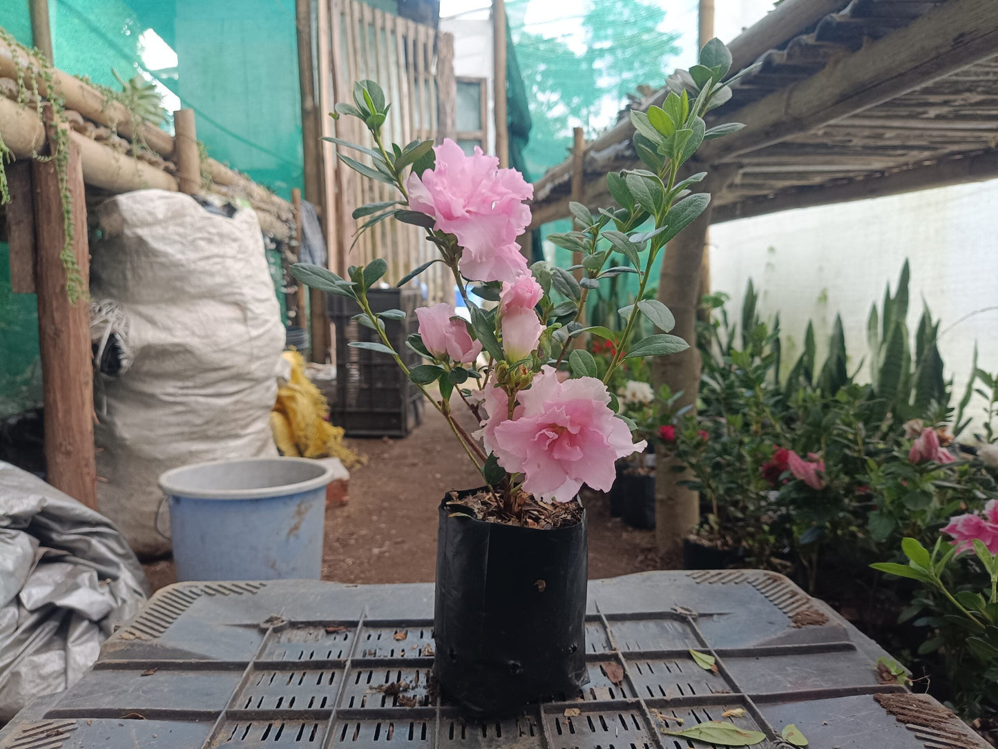 Azalea Light Pink Flowering Plant - All Season Beauty! Buy Now at the Very Lowest Price – Hurry Up!