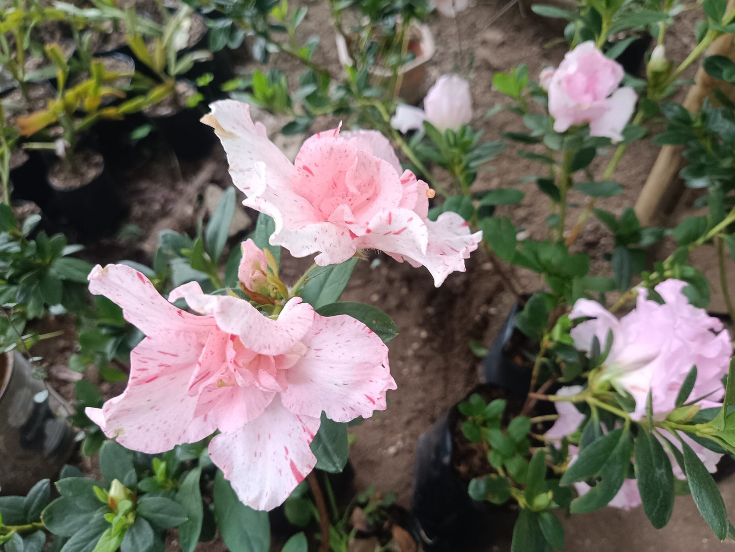 Azalea Light Pink Flowering Plant - All Season Beauty! Buy Now at the Very Lowest Price – Hurry Up!