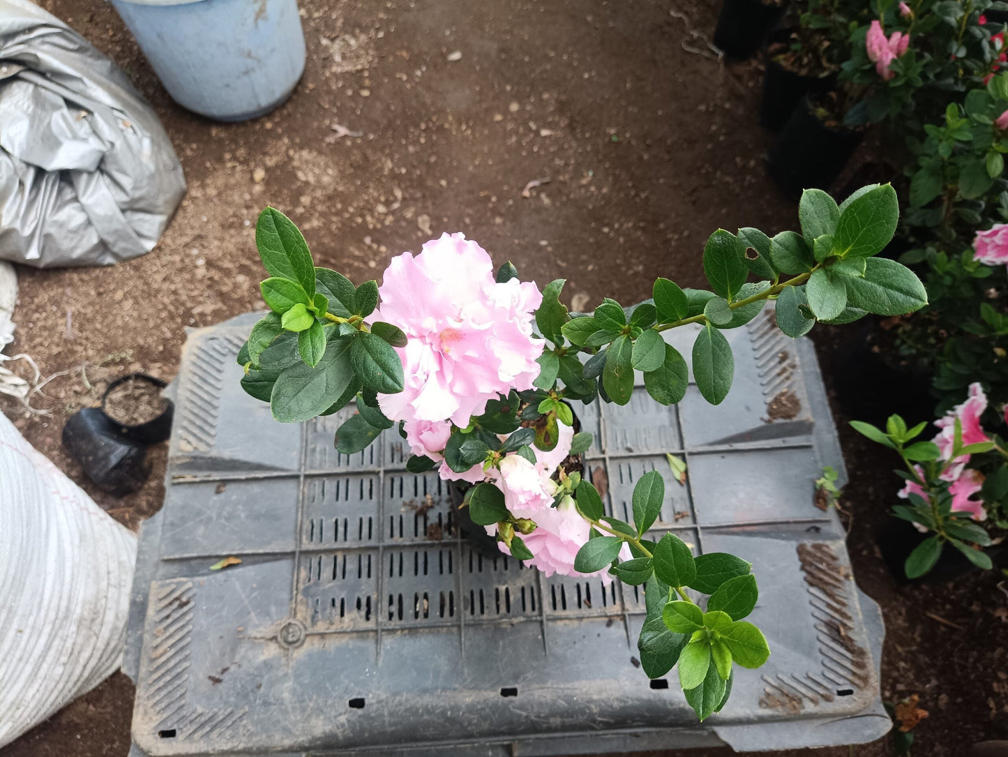 Azalea Light Pink Flowering Plant - All Season Beauty! Buy Now at the Very Lowest Price – Hurry Up!