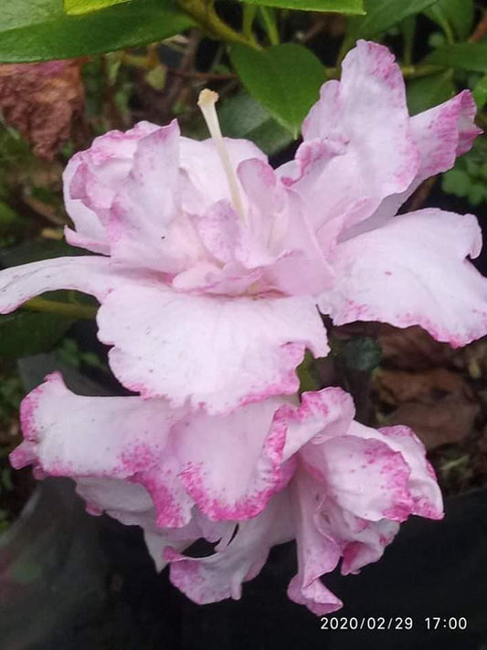 Azalea Light Pink Variegated