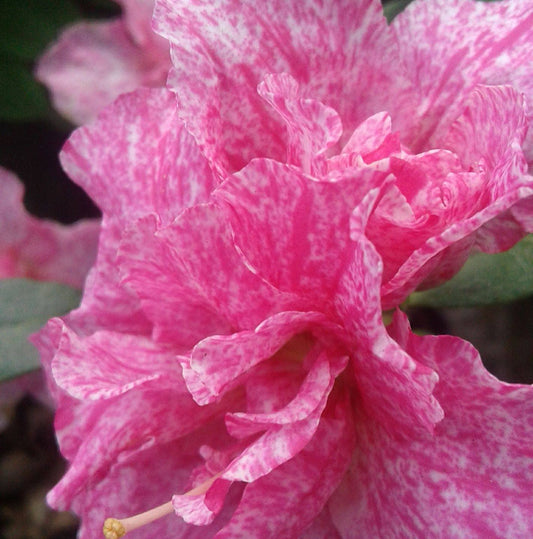 Azalea Pink Super Variegated