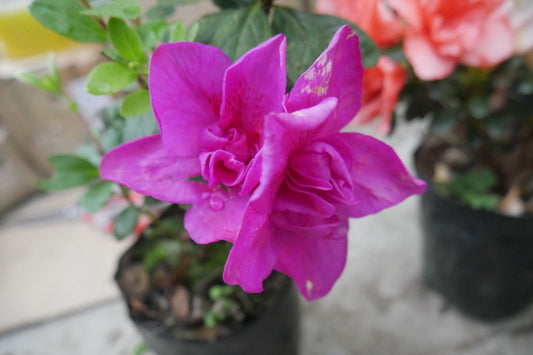 Azalea Purple Flower