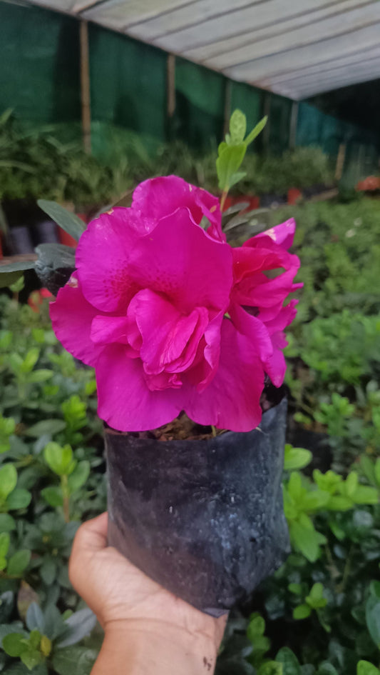 Azalea Shanghai Baby – Soft Charm with a Delicate Glow