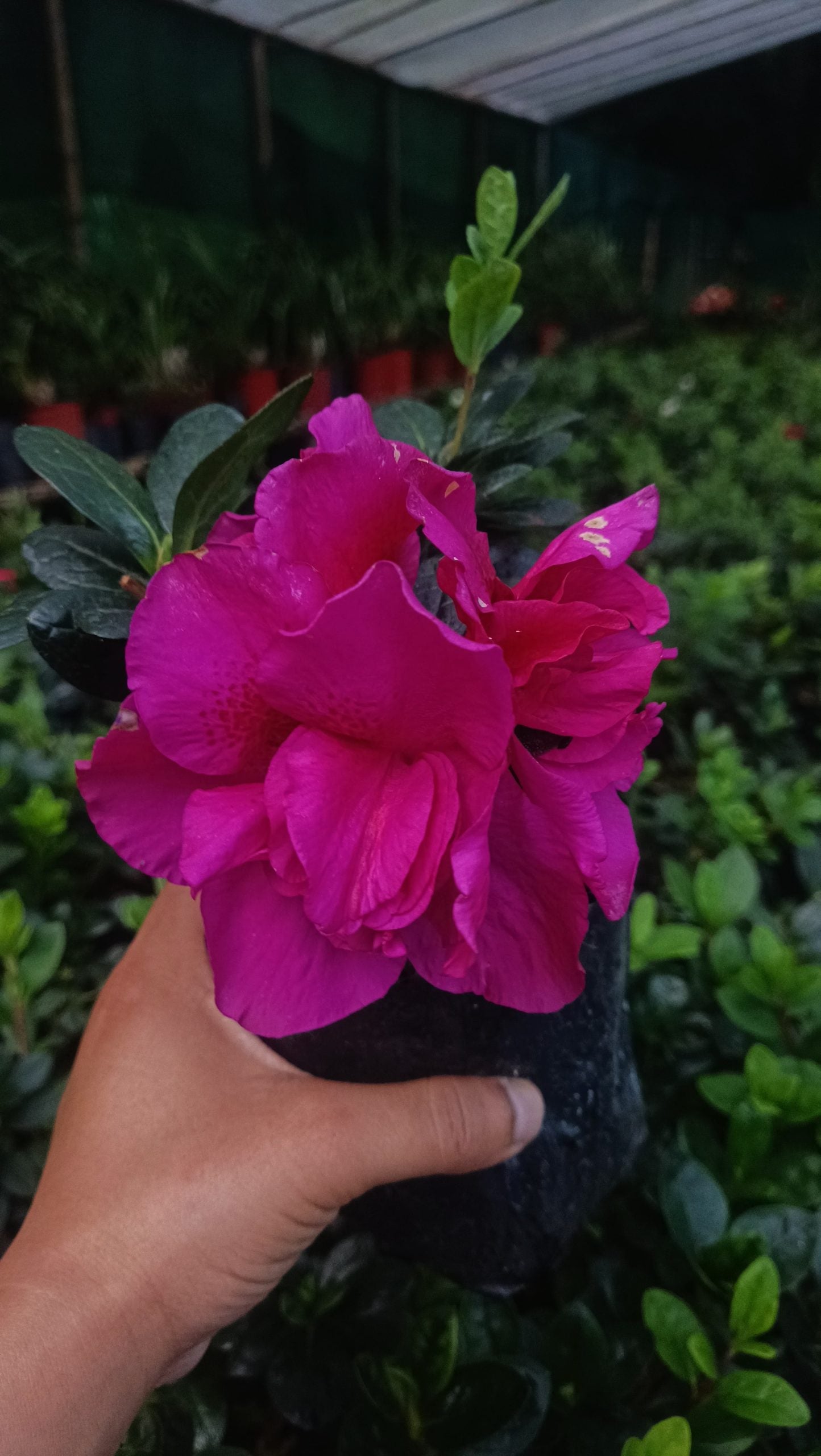 Azalea Shanghai Baby – Soft Charm with a Delicate Glow