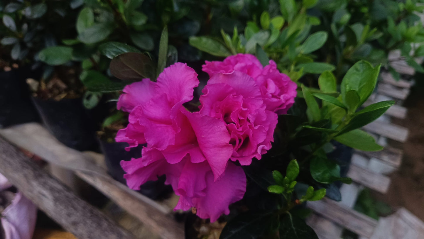 Azalea Shanghai Baby – Soft Charm with a Delicate Glow