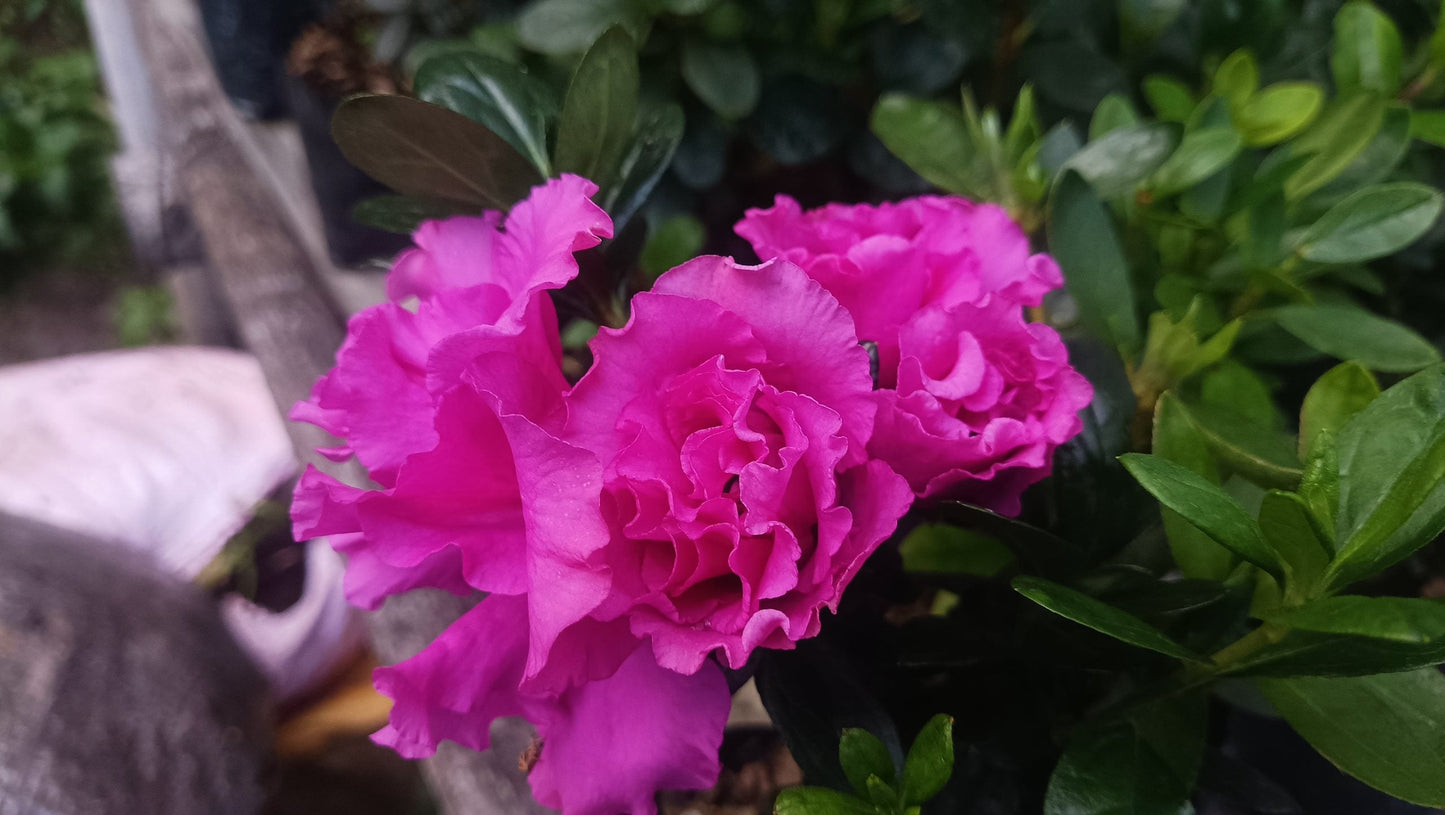 Azalea Shanghai Baby – Soft Charm with a Delicate Glow