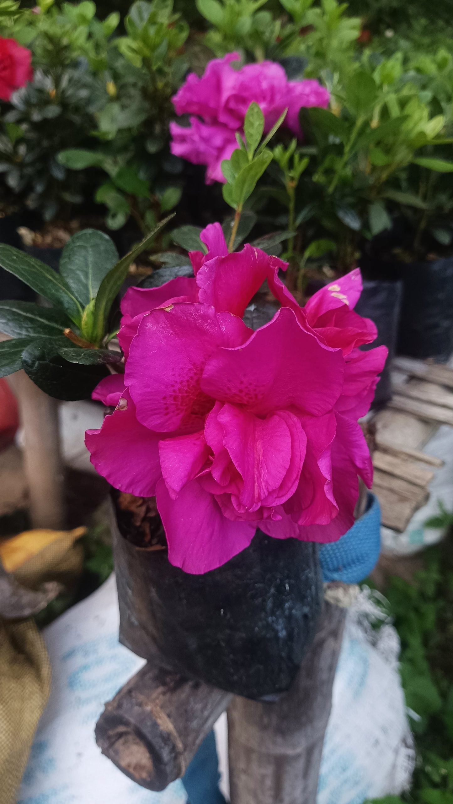 Azalea Shanghai Baby – Soft Charm with a Delicate Glow