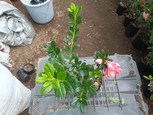 Azalea Southern Aurora - Buy at Lowest Price, Hurry Before the Offer Ends!