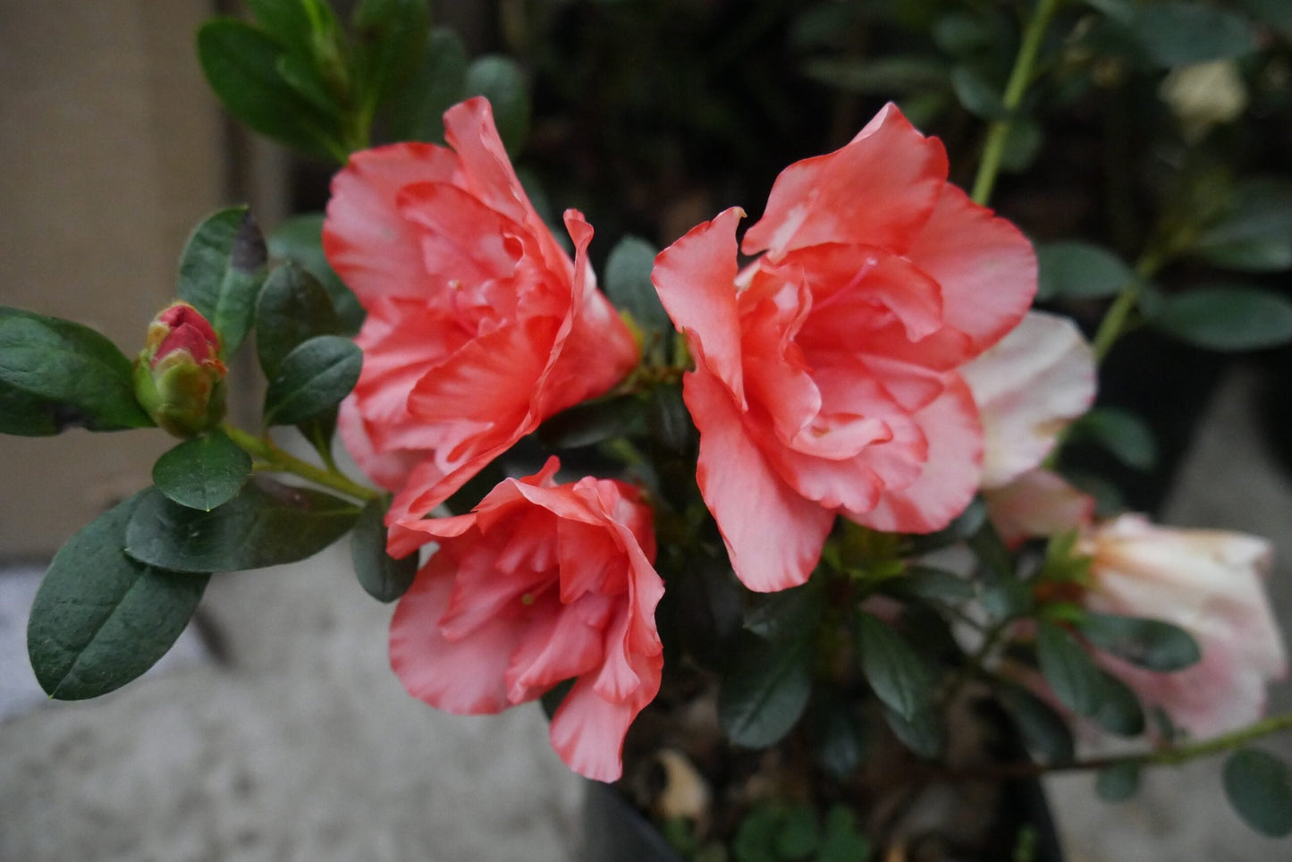Azalea Southern Aurora - Buy at Lowest Price, Hurry Before the Offer Ends!