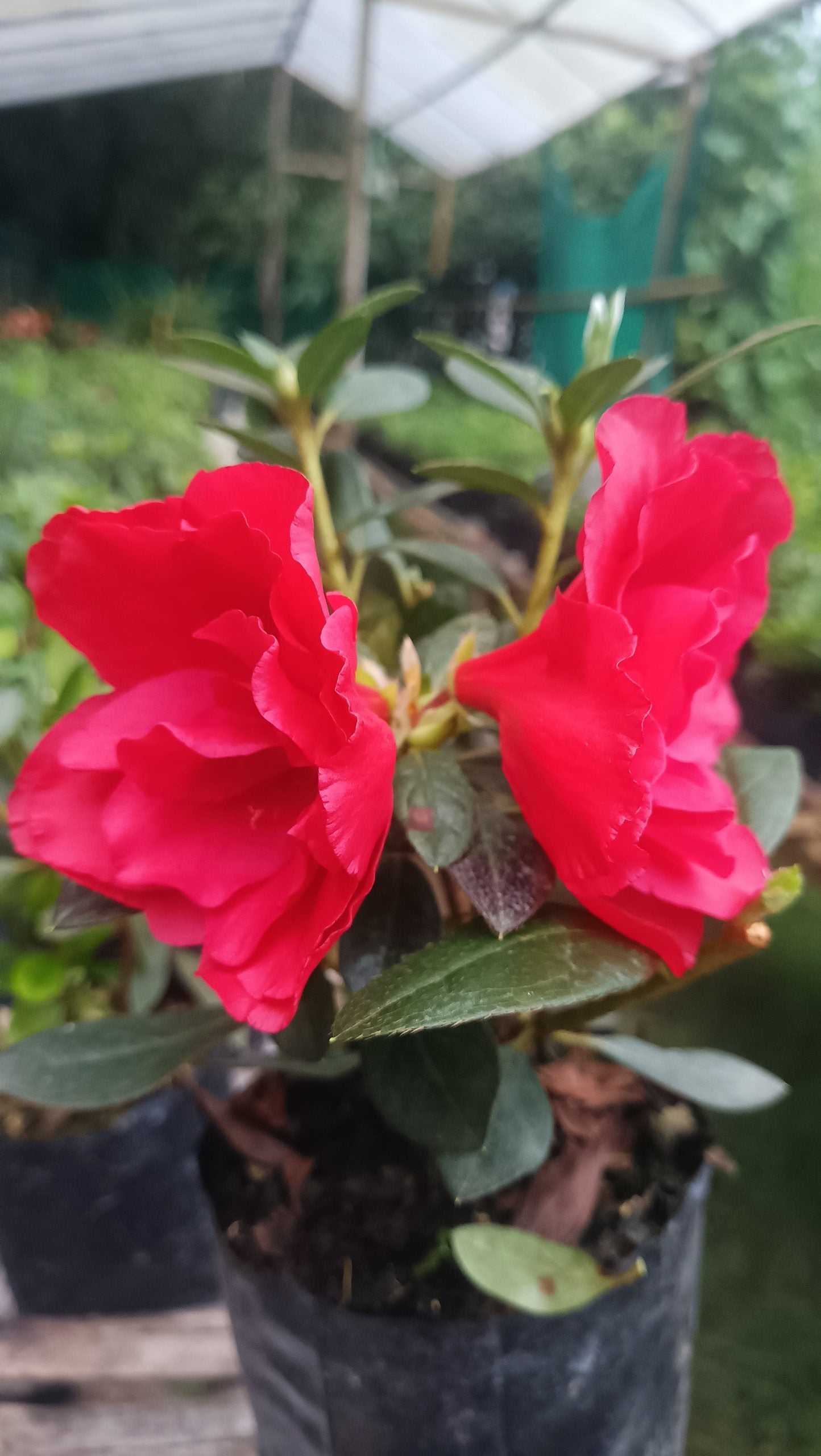 Azalea 'Super Red' – Fiery Red Blooms for Bold Green Corners