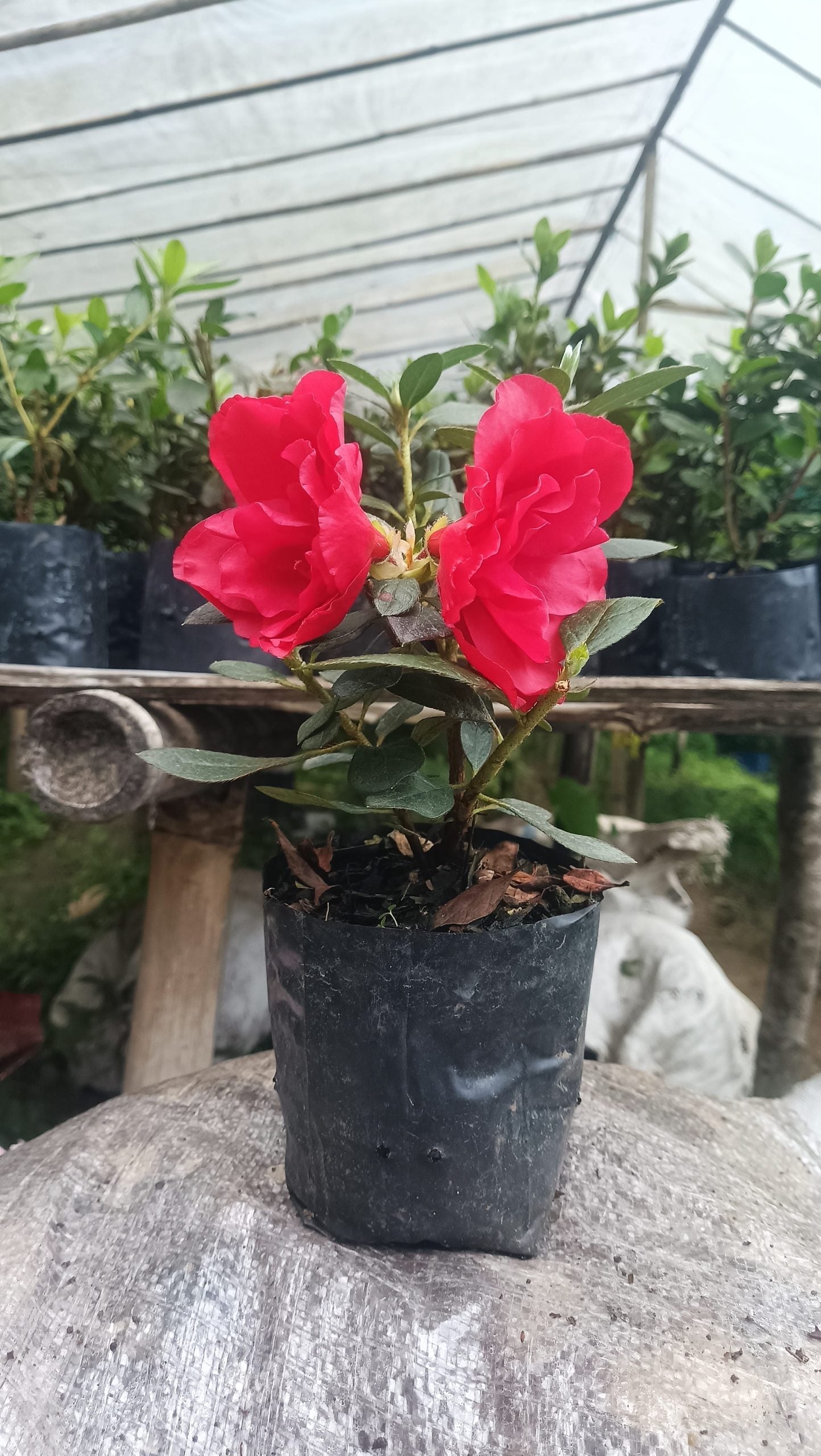 Azalea 'Super Red' – Fiery Red Blooms for Bold Green Corners