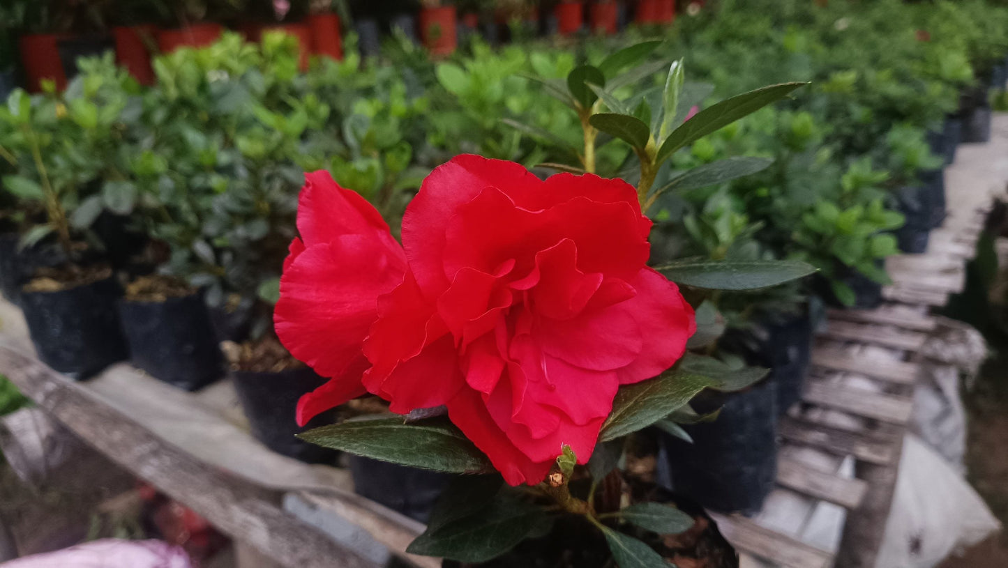 Azalea 'Super Red' – Fiery Red Blooms for Bold Green Corners