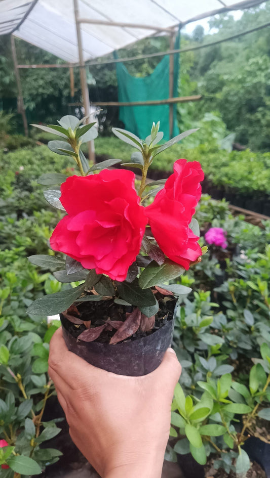 Azalea 'Super Red' – Fiery Red Blooms for Bold Green Corners