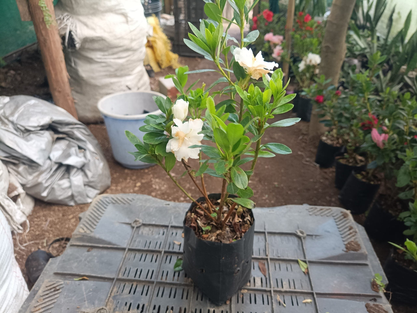 Azalea White Flower - Online Exclusive at the Lowest Price!