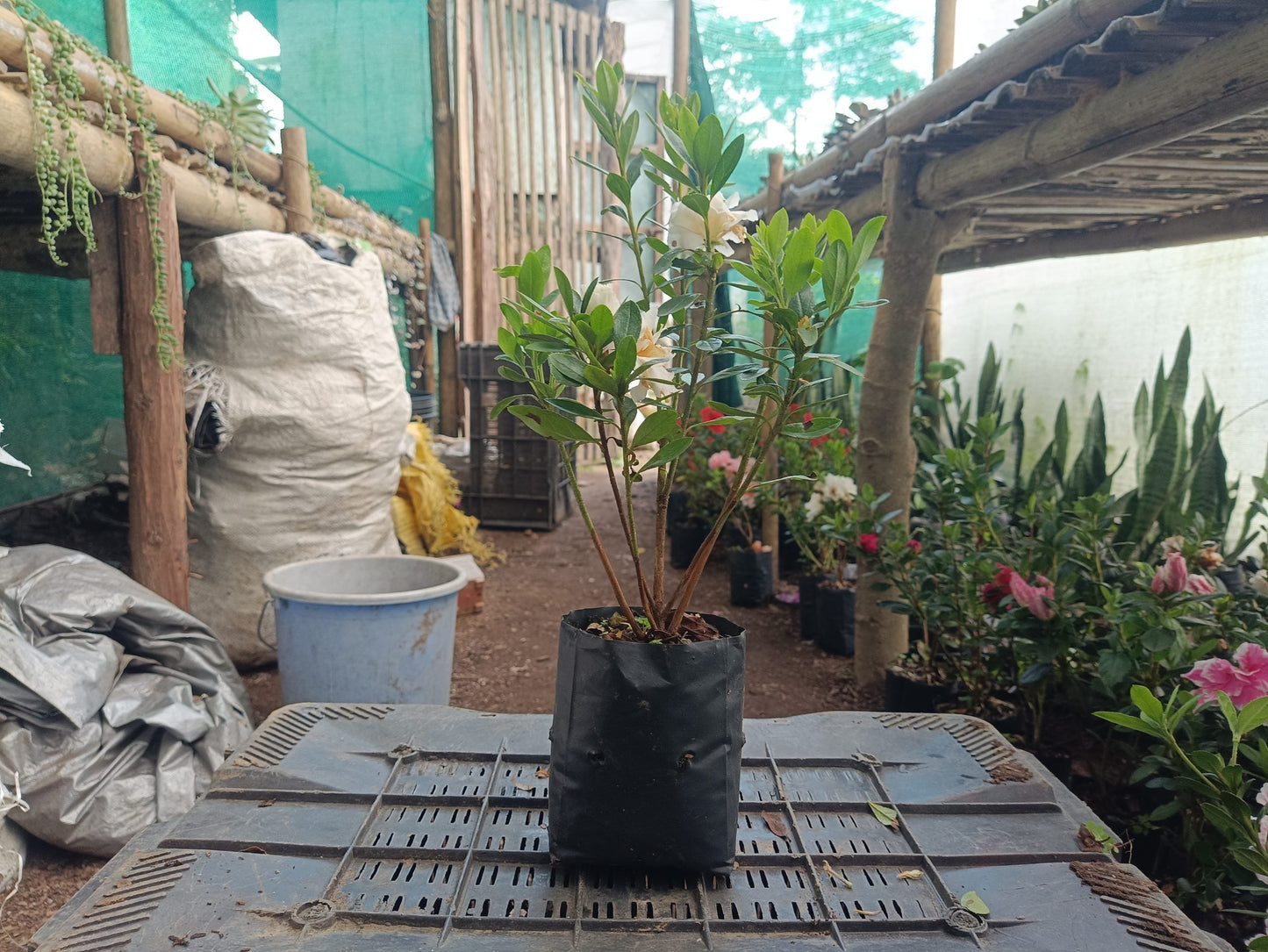 Azalea White Flower - Online Exclusive at the Lowest Price!