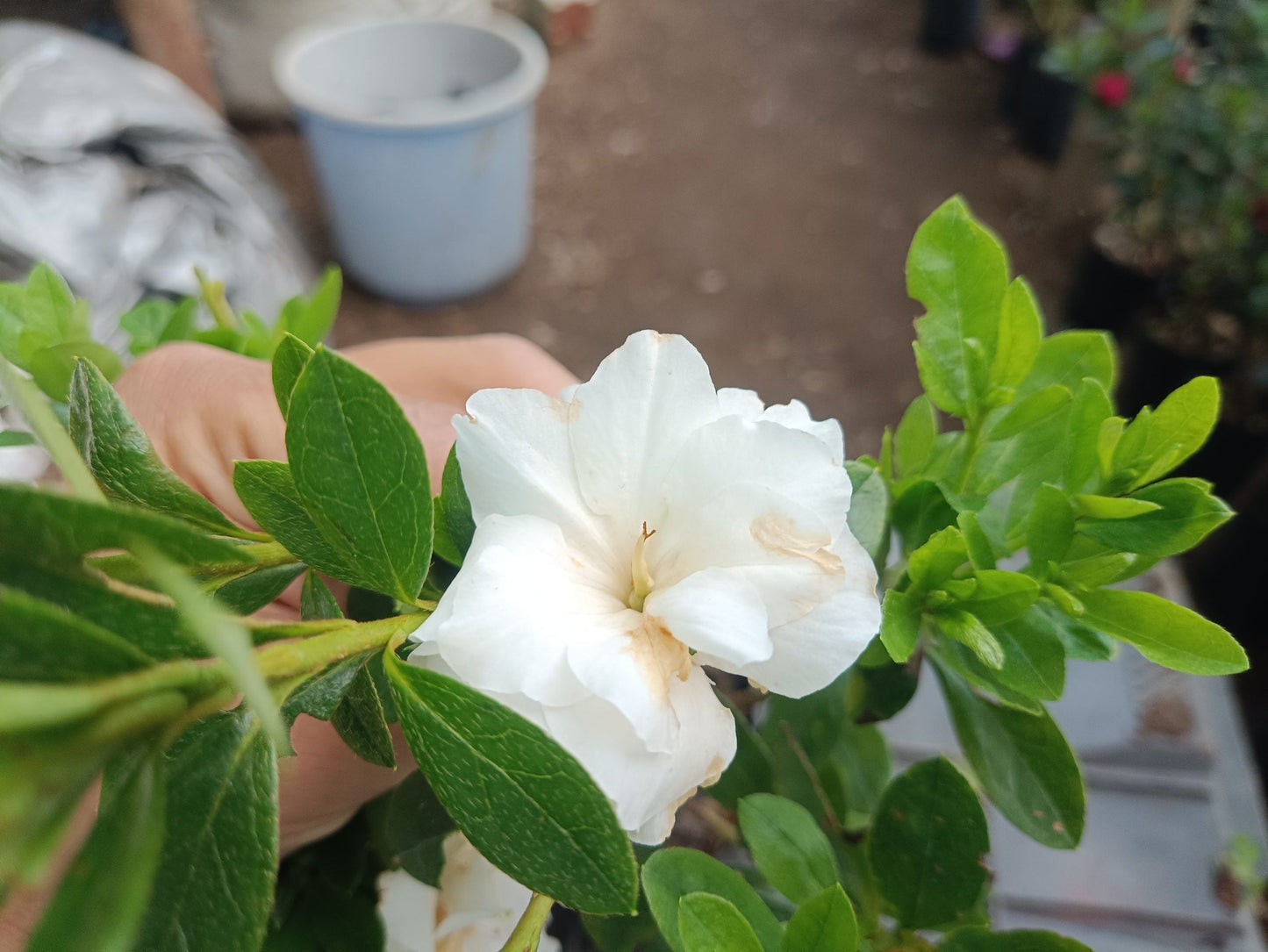 Azalea White Flower - Online Exclusive at the Lowest Price!