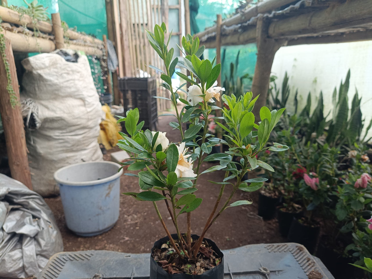 Azalea White Flower - Online Exclusive at the Lowest Price!