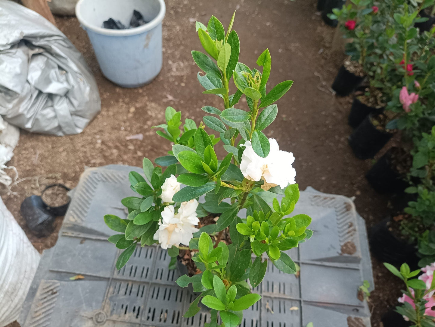 Azalea White Flower - Online Exclusive at the Lowest Price!