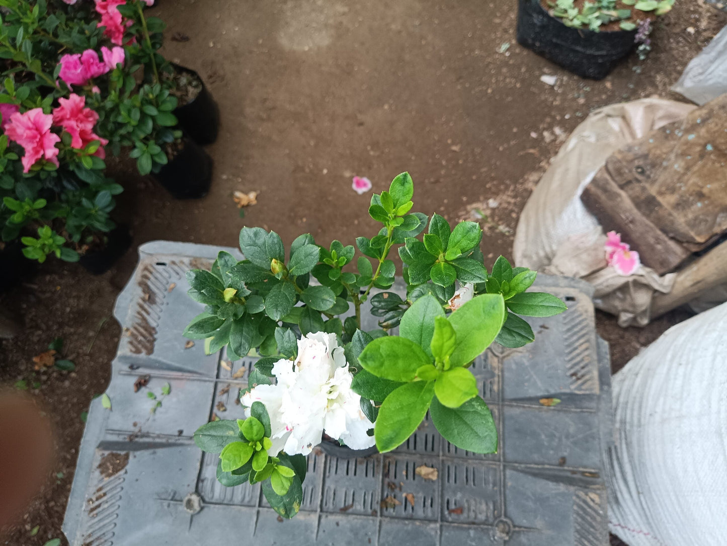 Azalea White Pink Spotted: Your All-Season Flowering Beauty – Buy Now Online at a Cheap Price!