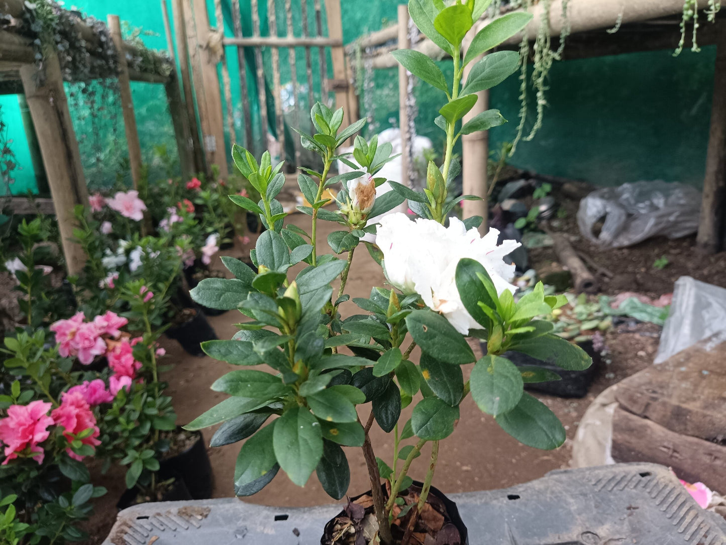 Azalea White Pink Spotted: Your All-Season Flowering Beauty – Buy Now Online at a Cheap Price!