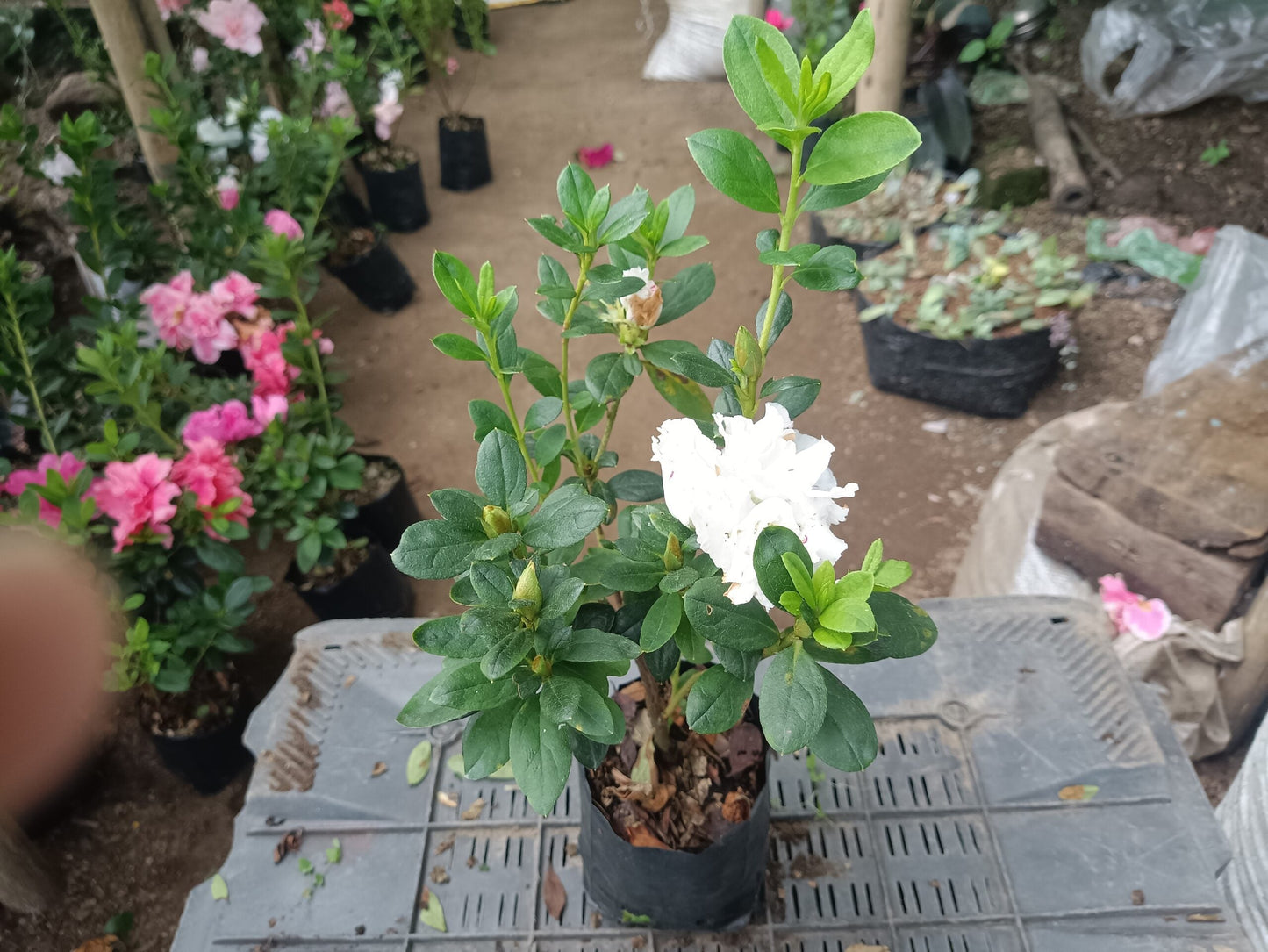 Azalea White Pink Spotted: Your All-Season Flowering Beauty – Buy Now Online at a Cheap Price!