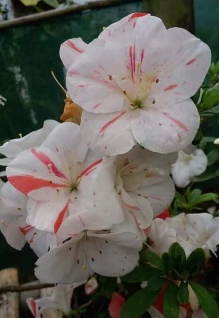 Azalea White Pink Spotted: Your All-Season Flowering Beauty – Buy Now Online at a Cheap Price!