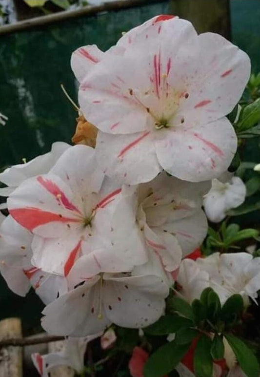 Azalea White Pink Spotted: Your All-Season Flowering Beauty – Buy Now Online at a Cheap Price!