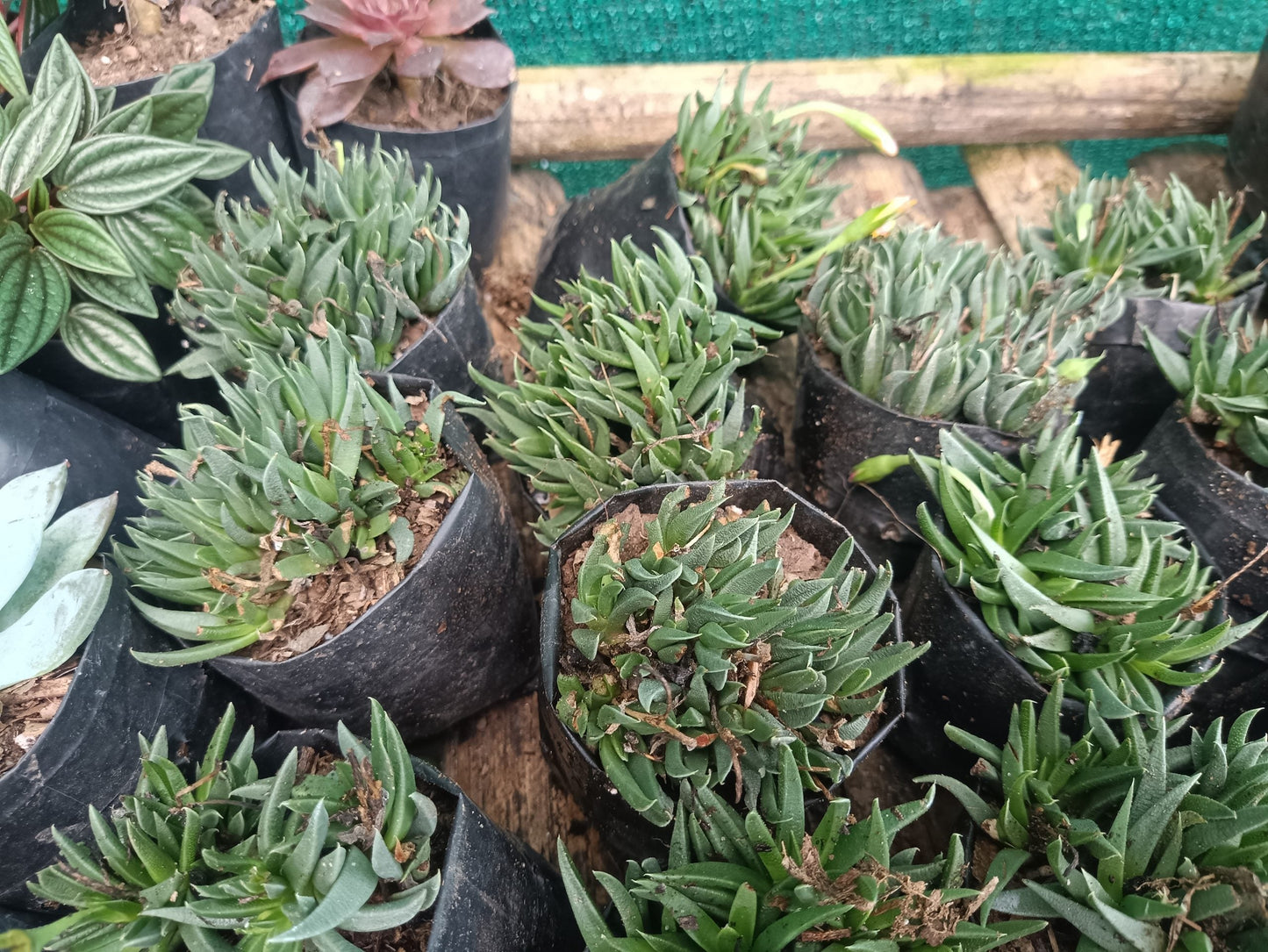 Bergeranthus Concavus: The Elegant Succulent for Home, Office, and Garden Decor