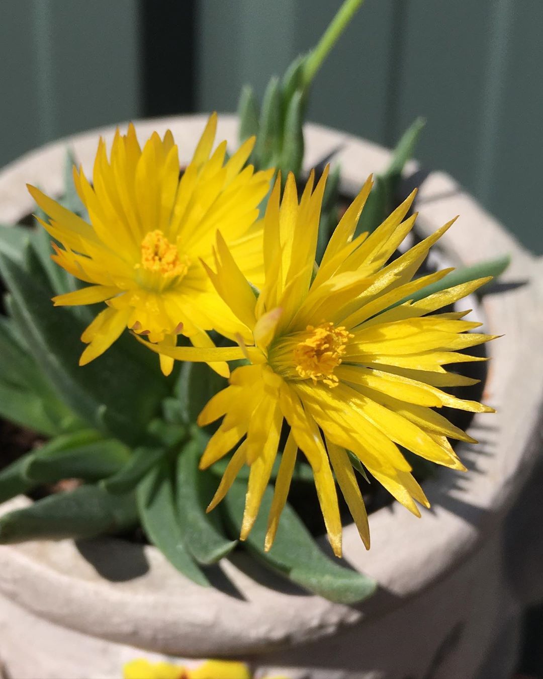 Bergeranthus Concavus: The Elegant Succulent for Home, Office, and Garden Decor