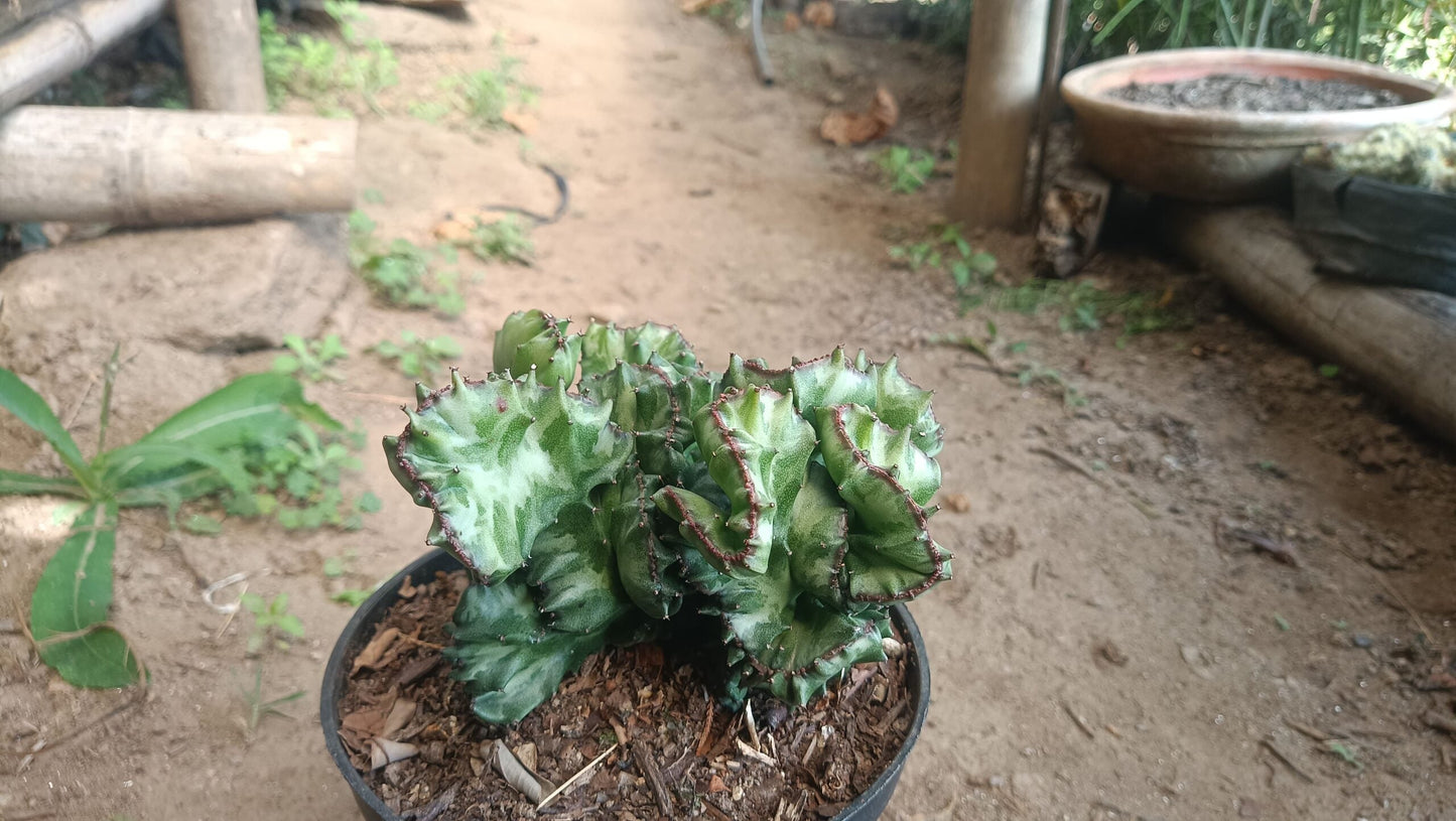 Big Size Rare Variegated Euphorbia Lactea Cristata Cactus - 5 inches in Diameter Pot Size 6 Inches | Bare-Rooted