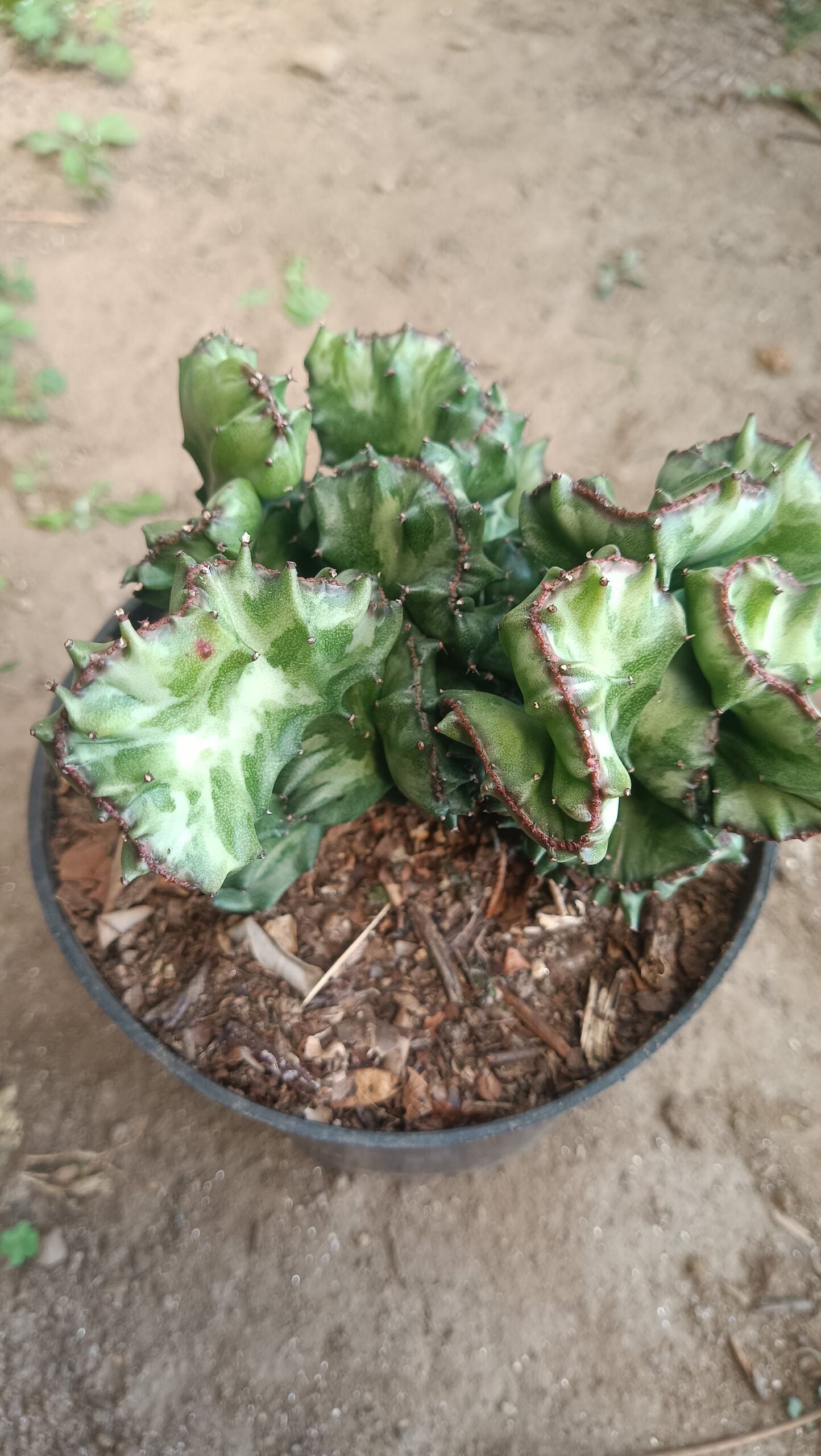 Big Size Rare Variegated Euphorbia Lactea Cristata Cactus - 5 inches in Diameter Pot Size 6 Inches | Bare-Rooted