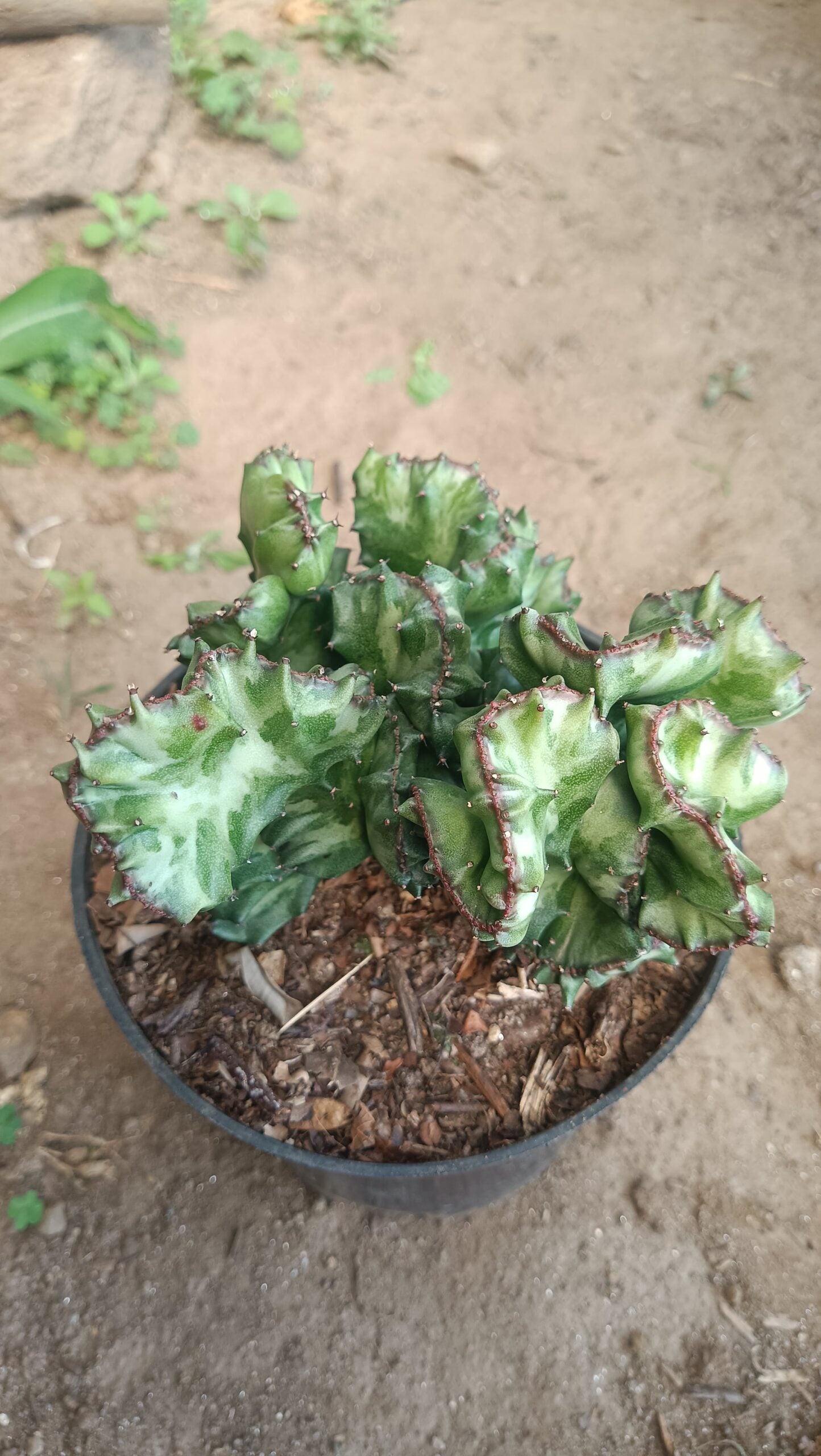 Big Size Rare Variegated Euphorbia Lactea Cristata Cactus - 5 inches in Diameter Pot Size 6 Inches | Bare-Rooted