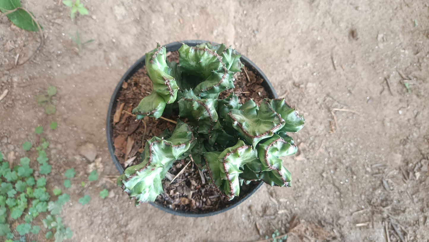 Big Size Rare Variegated Euphorbia Lactea Cristata Cactus - 5 inches in Diameter Pot Size 6 Inches | Bare-Rooted
