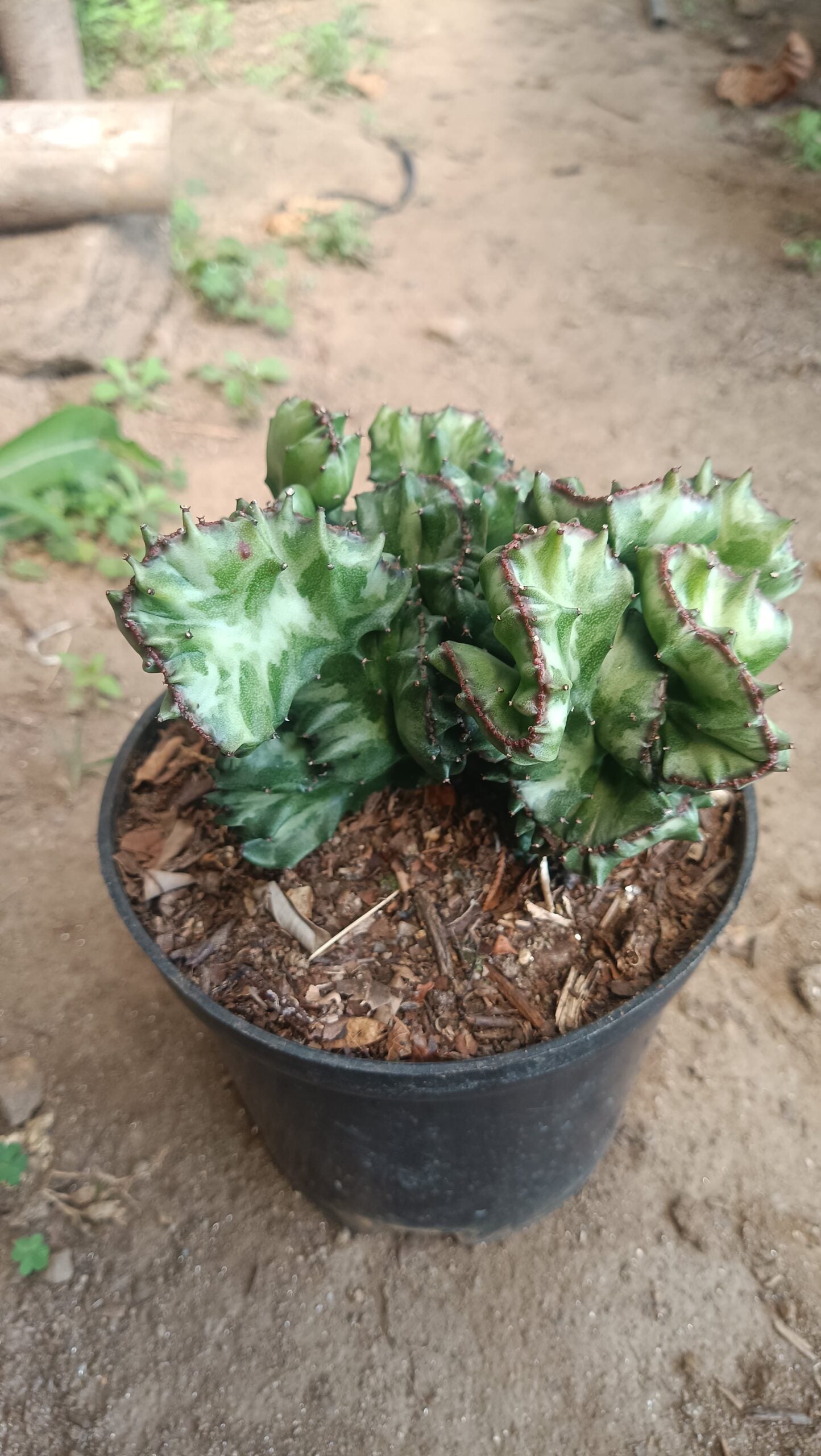 Big Size Rare Variegated Euphorbia Lactea Cristata Cactus - 5 inches in Diameter Pot Size 6 Inches | Bare-Rooted