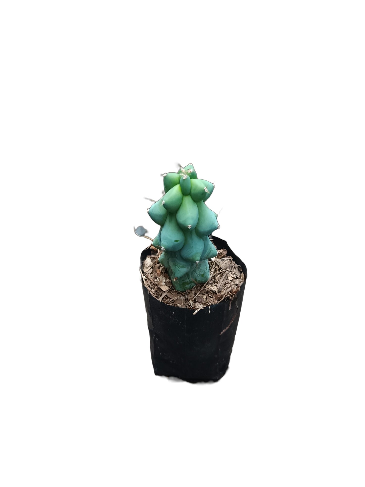 Blue Boob Cactus -(Myrtillocactus Geometrizans)
