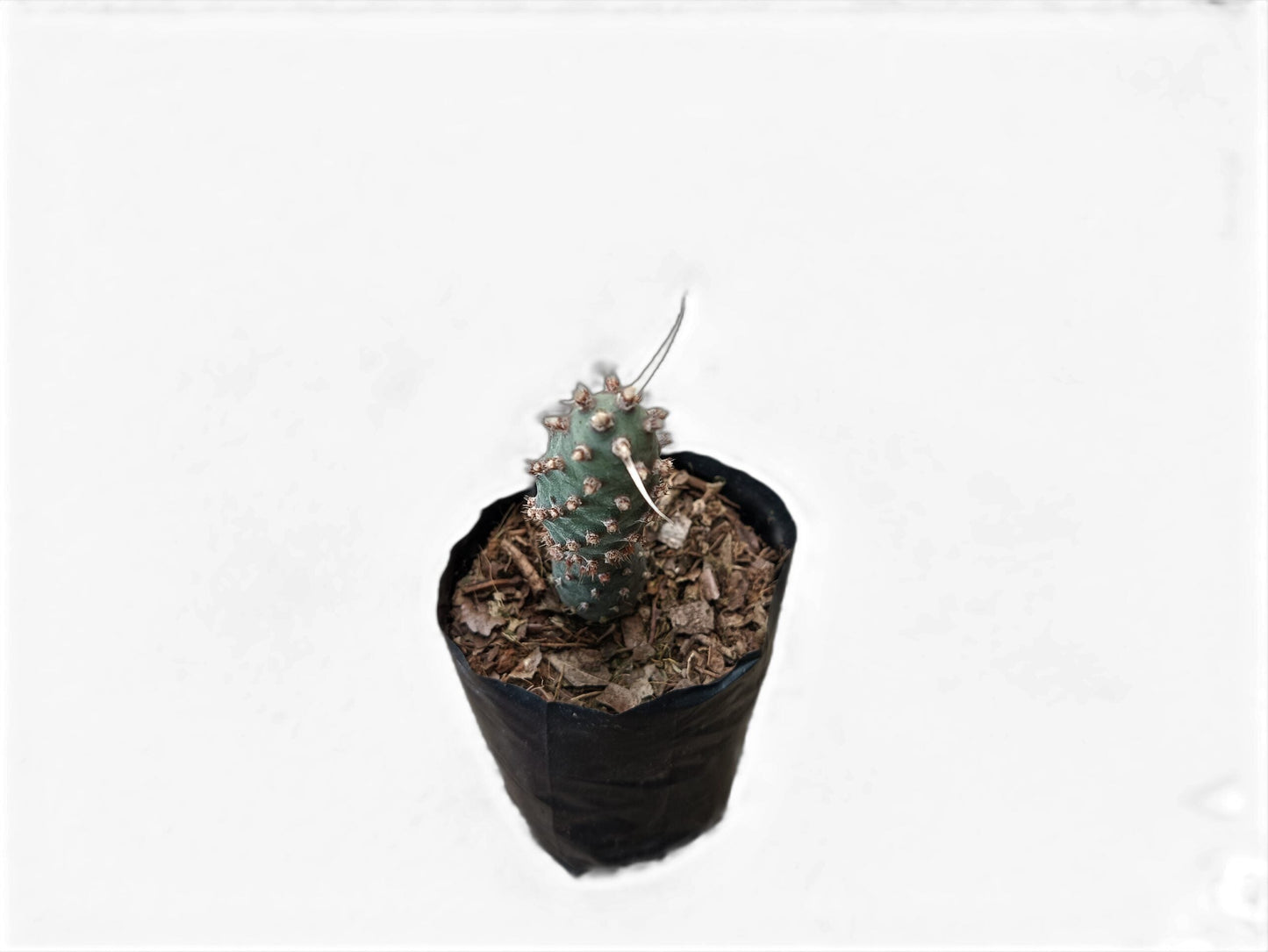 Buy Tephrocactus Strobiliformis Paper Spines Unique Cactus at Lowest Price at Frek