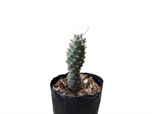 Buy Tephrocactus Strobiliformis Paper Spines Unique Cactus at Lowest Price at Frek