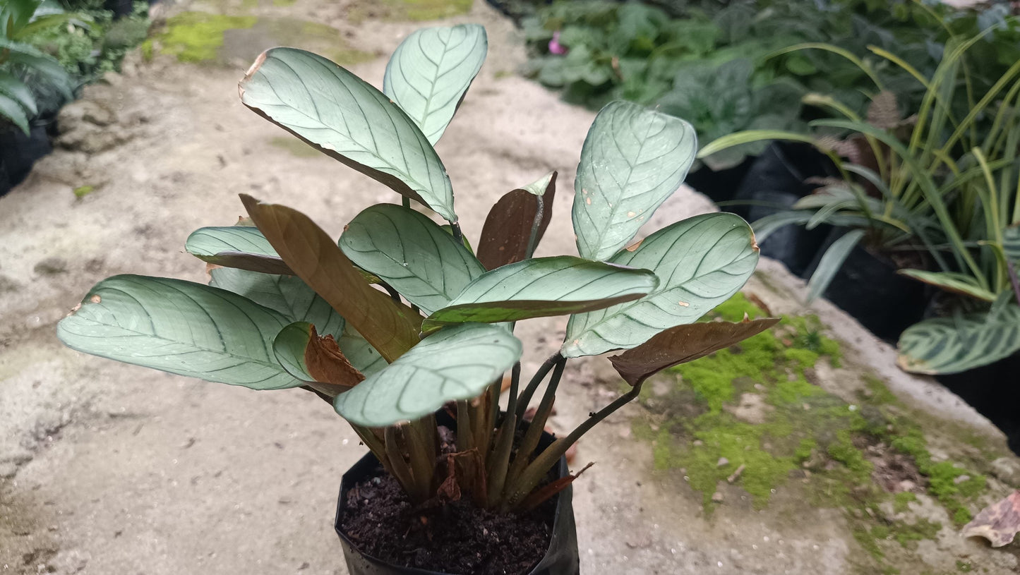 Goeppertia Burle-Marxii (Calathea Burle Marxii) – Fishbone/Wishbone Prayer Plant