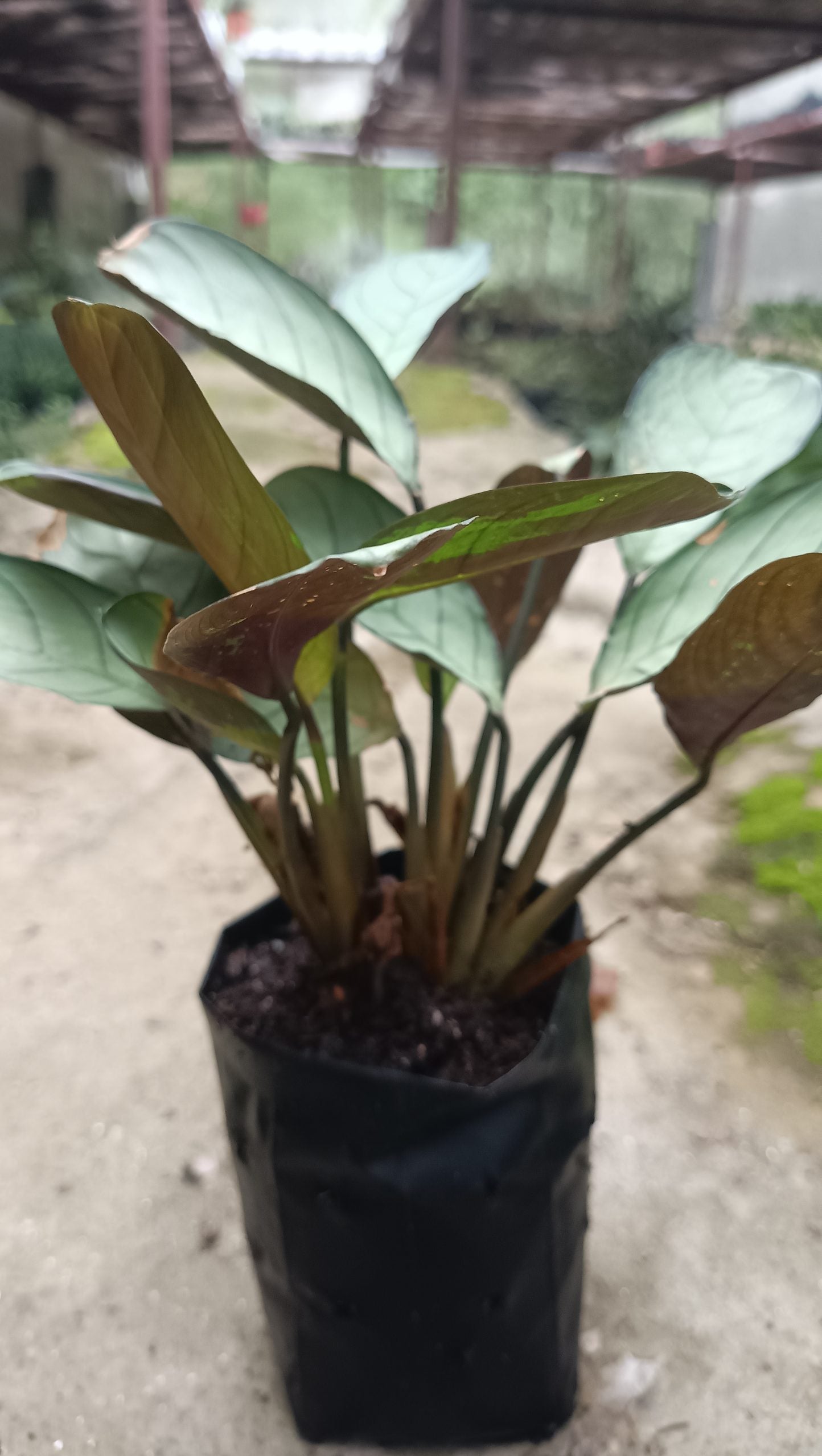 Goeppertia Burle-Marxii (Calathea Burle Marxii) – Fishbone/Wishbone Prayer Plant
