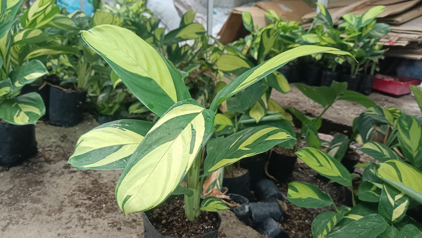 Ctenanthe Lubbersiana (Golden Mosaic Plant) – Never Never Plant – Lush, Vibrant Foliage for Homes and Offices