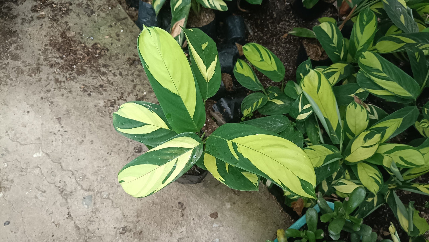 Ctenanthe Lubbersiana (Golden Mosaic Plant) – Never Never Plant – Lush, Vibrant Foliage for Homes and Offices
