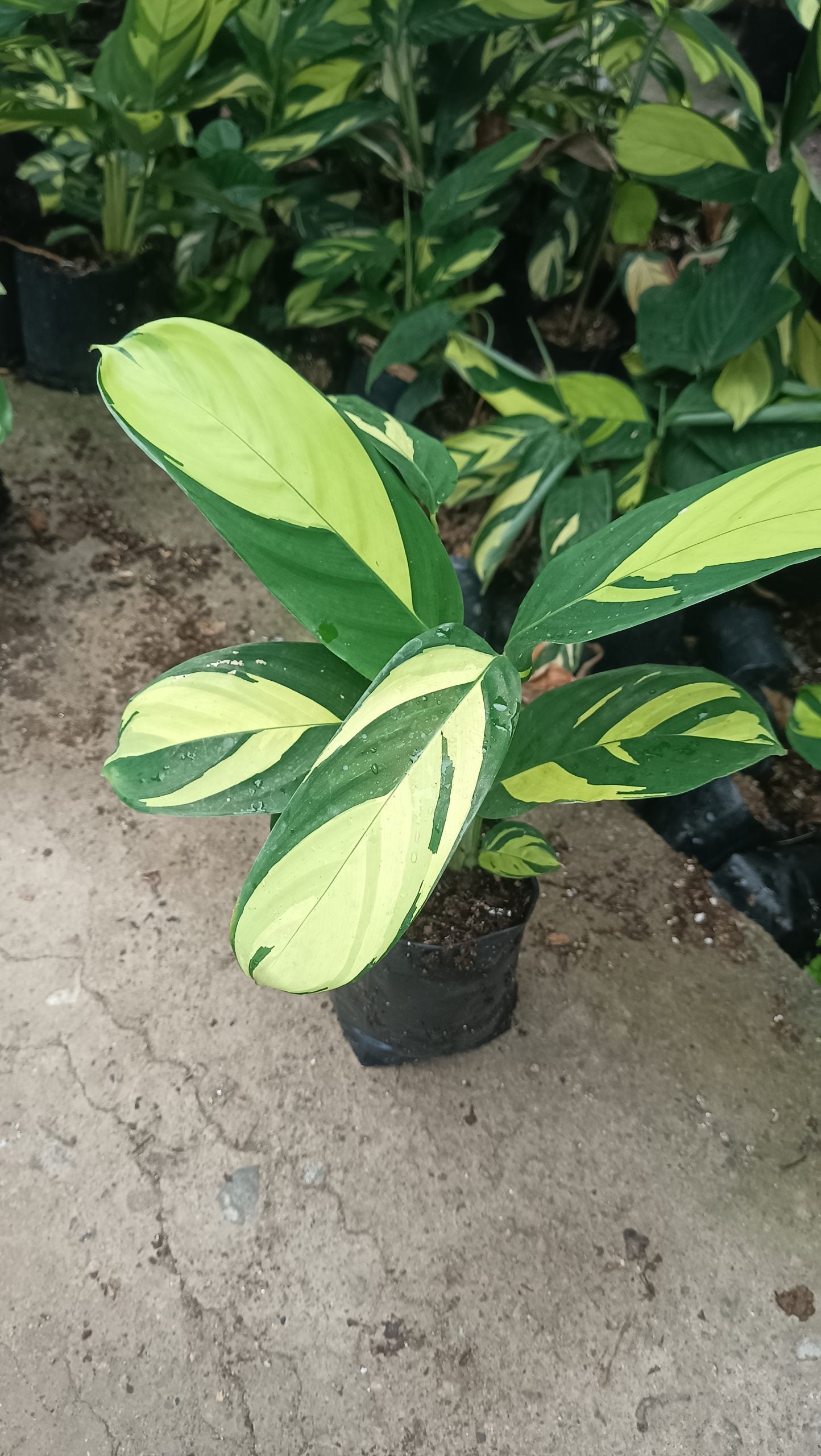 Ctenanthe Lubbersiana (Golden Mosaic Plant) – Never Never Plant – Lush, Vibrant Foliage for Homes and Offices
