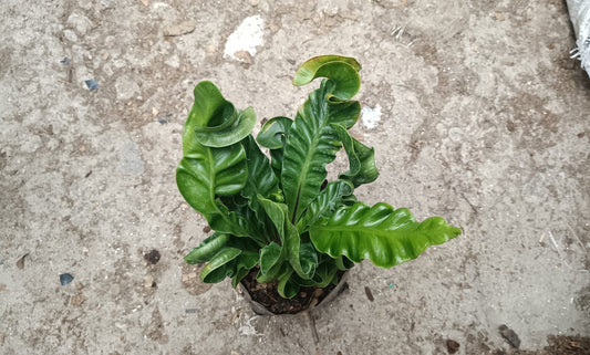 Cobra Fern Plant - Aspidistra Elatior