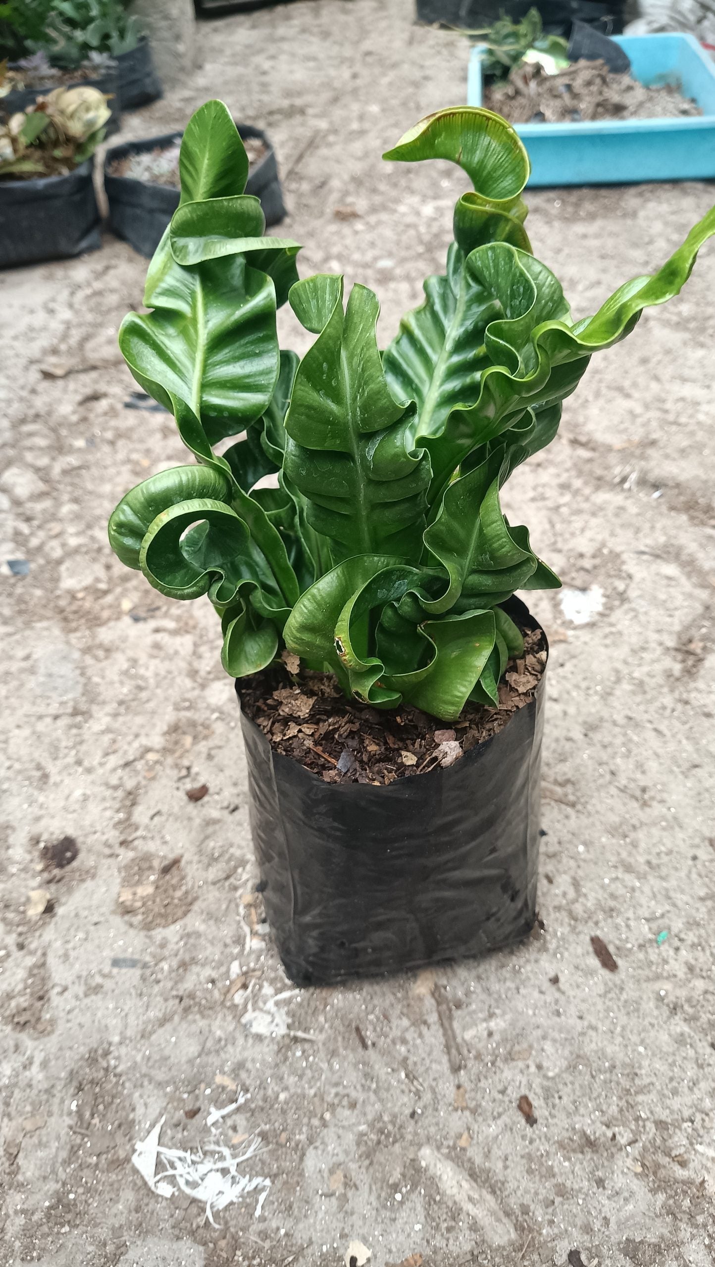 Cobra Fern Plant - Aspidistra Elatior