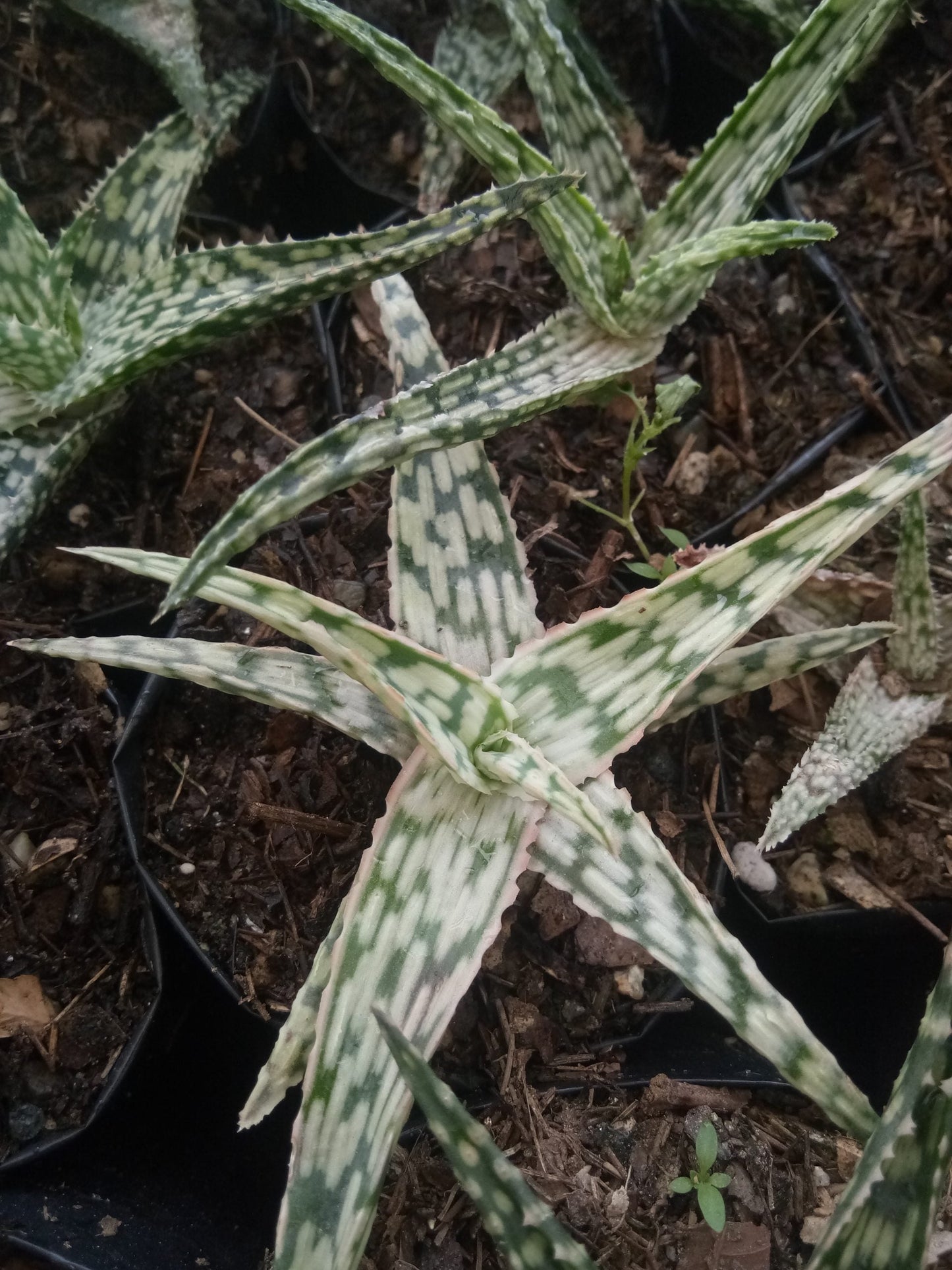 Colorful Hybrid Aloe Succulent - Vibrant Beauty for Every Space