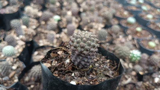 Copiapoa Cactus: Stunning Desert Beauty for Homes, Offices, and Gardens