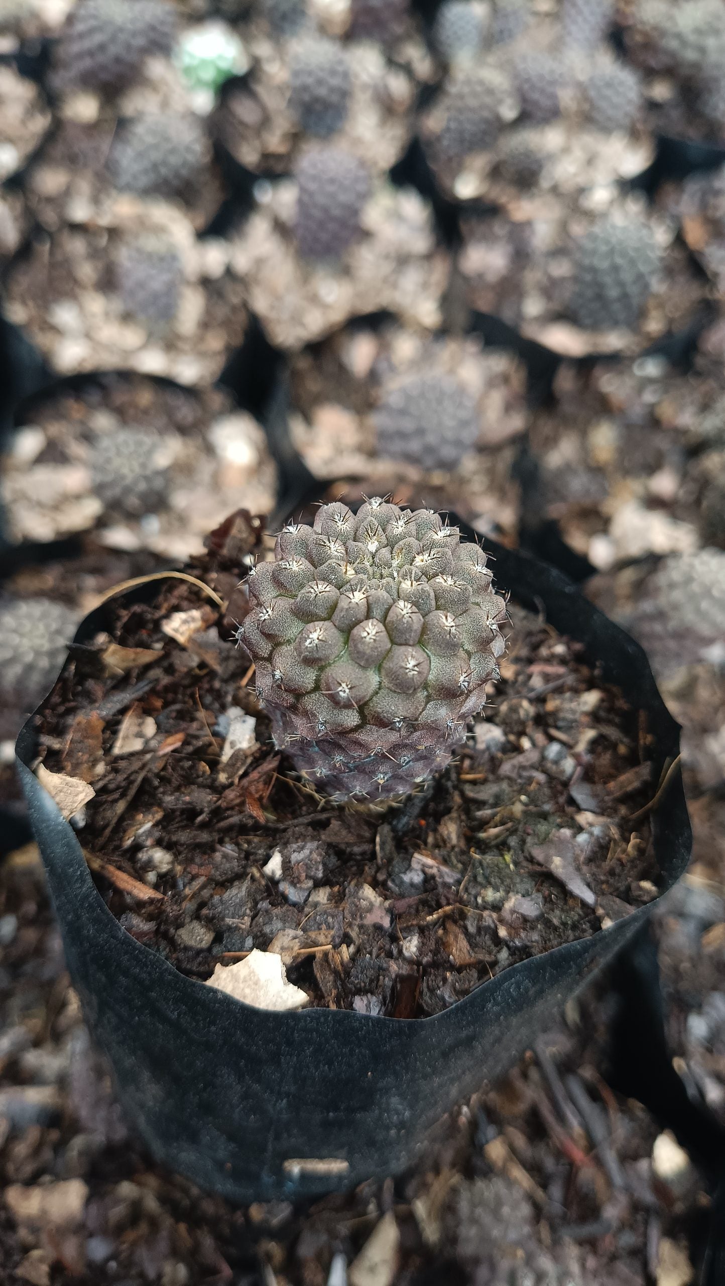 Copiapoa Cactus: Stunning Desert Beauty for Homes, Offices, and Gardens
