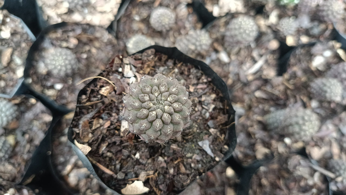 Copiapoa Cactus: Stunning Desert Beauty for Homes, Offices, and Gardens
