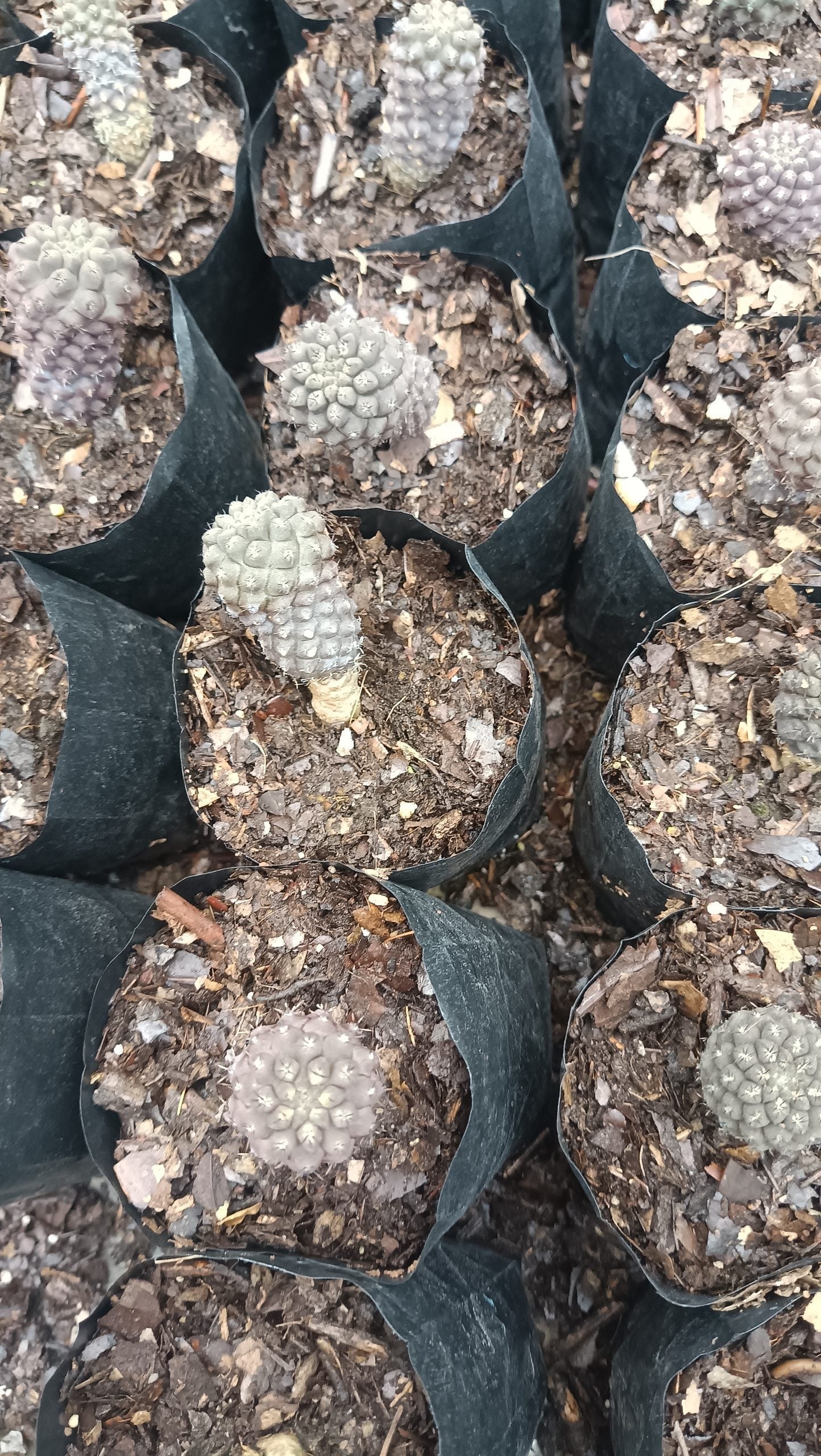 Copiapoa Cactus: Stunning Desert Beauty for Homes, Offices, and Gardens